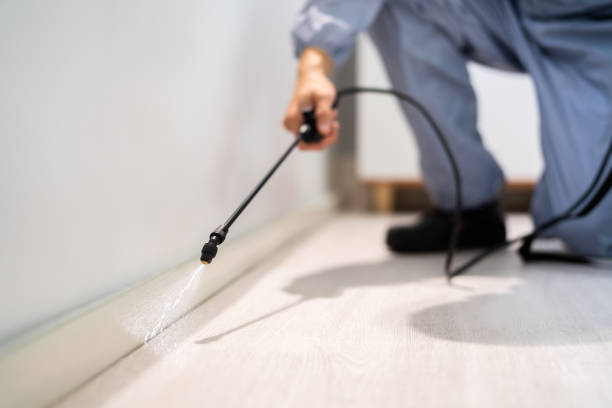 Licensed Wasp Removal service in Troy Hills, NJ - Show Me Pest Control